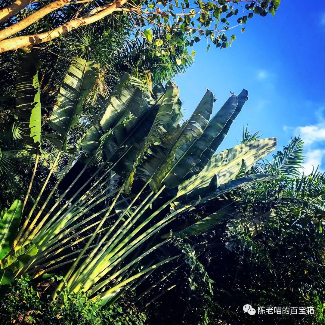 海南自駕游開車注意事項_開車去海南劃算嗎_開車去海南攻略