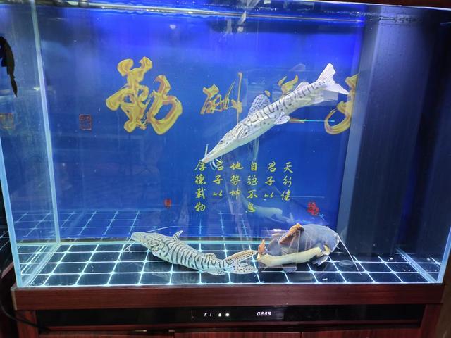 一米二的魚缸，養三條40厘米以上的觀賞魚，密度到底大不大？