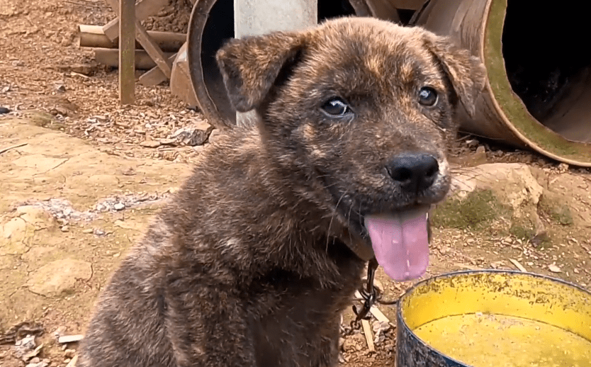 虎斑犬多少錢一只_虎斑狗圖片多少錢一只_什么叫虎斑狗
