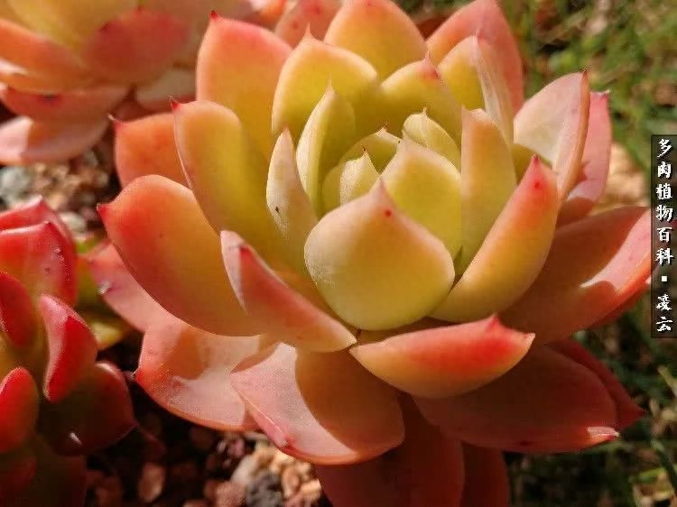 紫羅蘭女王多肉圖片_女王玫瑰多肉和白月影區別_多肉白女王