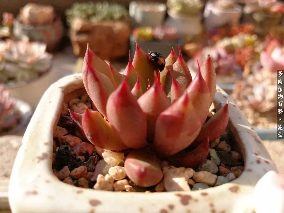 多肉白女王_女王玫瑰多肉和白月影區別_紫羅蘭女王多肉圖片