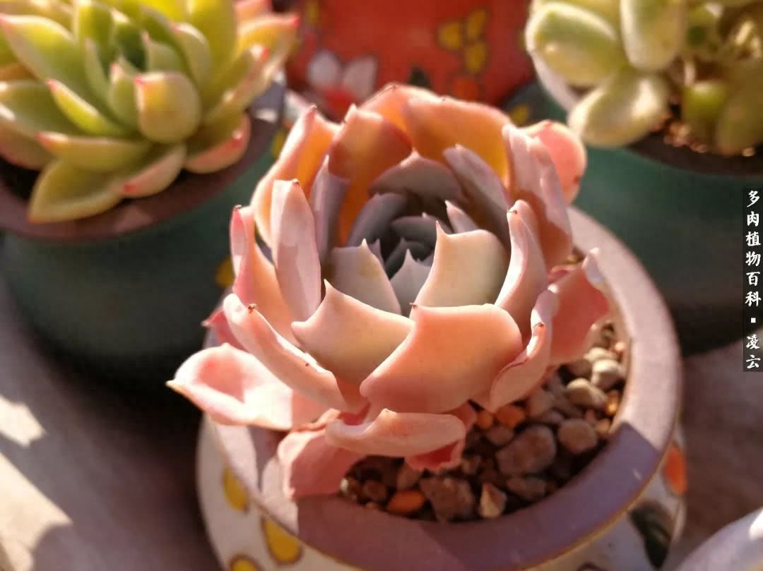 多肉白女王_女王玫瑰多肉和白月影區別_紫羅蘭女王多肉圖片