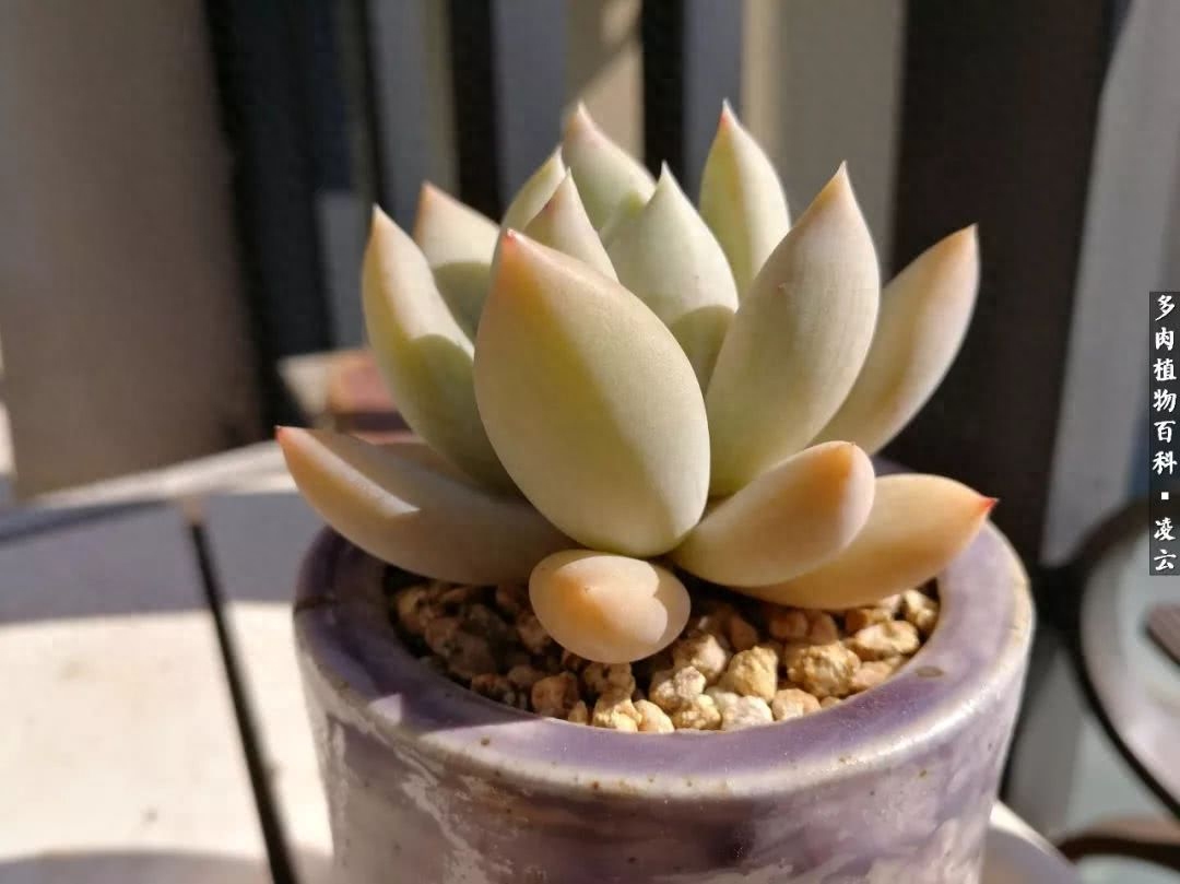 多肉白女王_女王玫瑰多肉和白月影區別_紫羅蘭女王多肉圖片