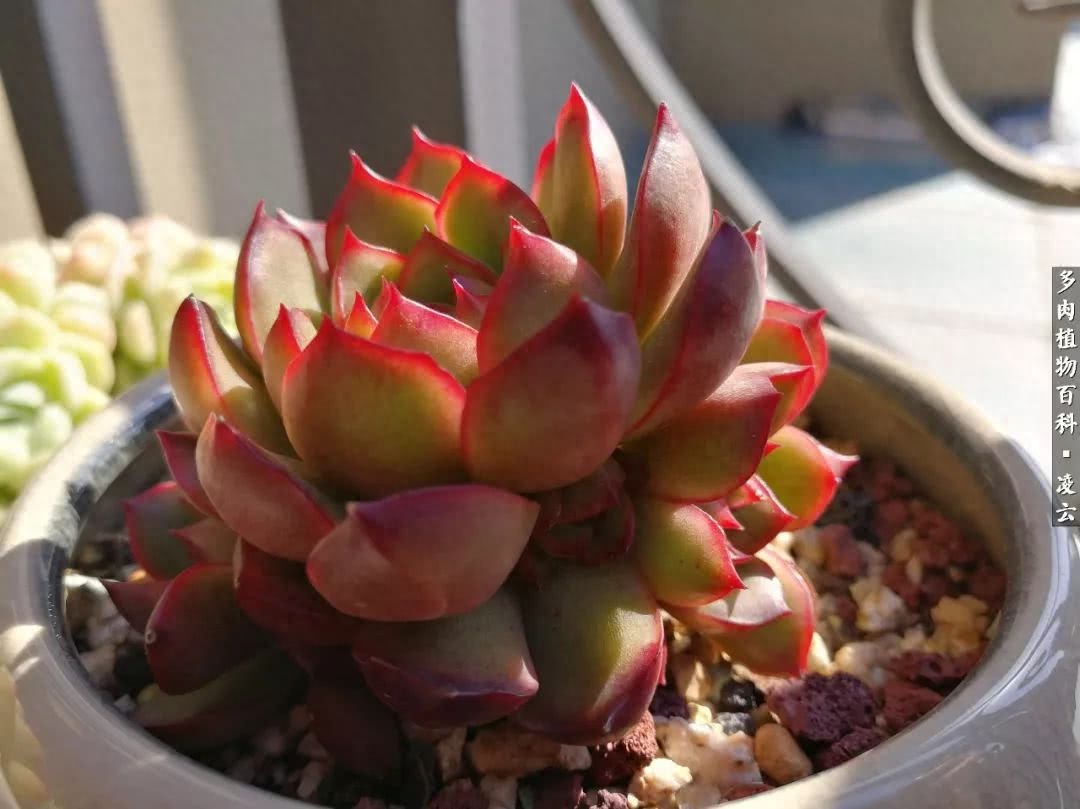 紫羅蘭女王多肉圖片_多肉白女王_女王玫瑰多肉和白月影區別