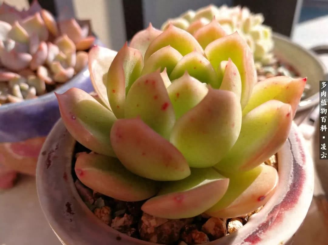 紫羅蘭女王多肉圖片_多肉白女王_女王玫瑰多肉和白月影區別