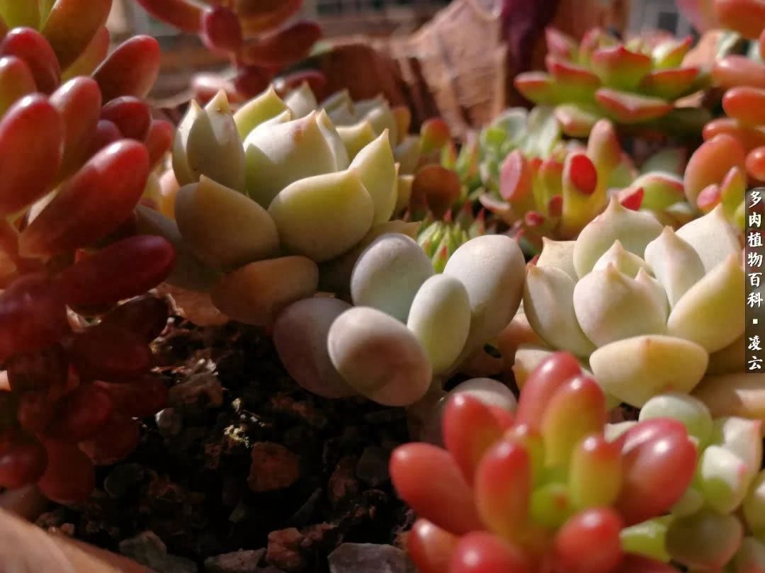 紫羅蘭女王多肉圖片_多肉白女王_女王玫瑰多肉和白月影區別