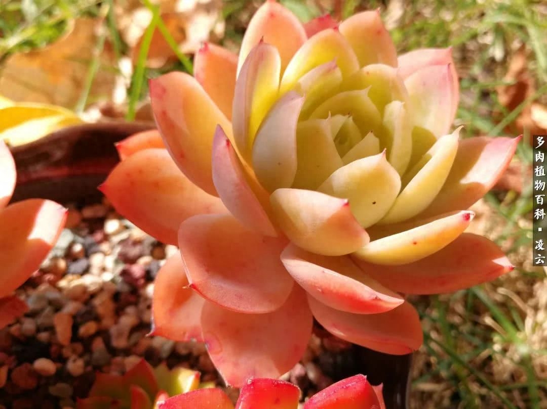 多肉白女王_紫羅蘭女王多肉圖片_女王玫瑰多肉和白月影區別