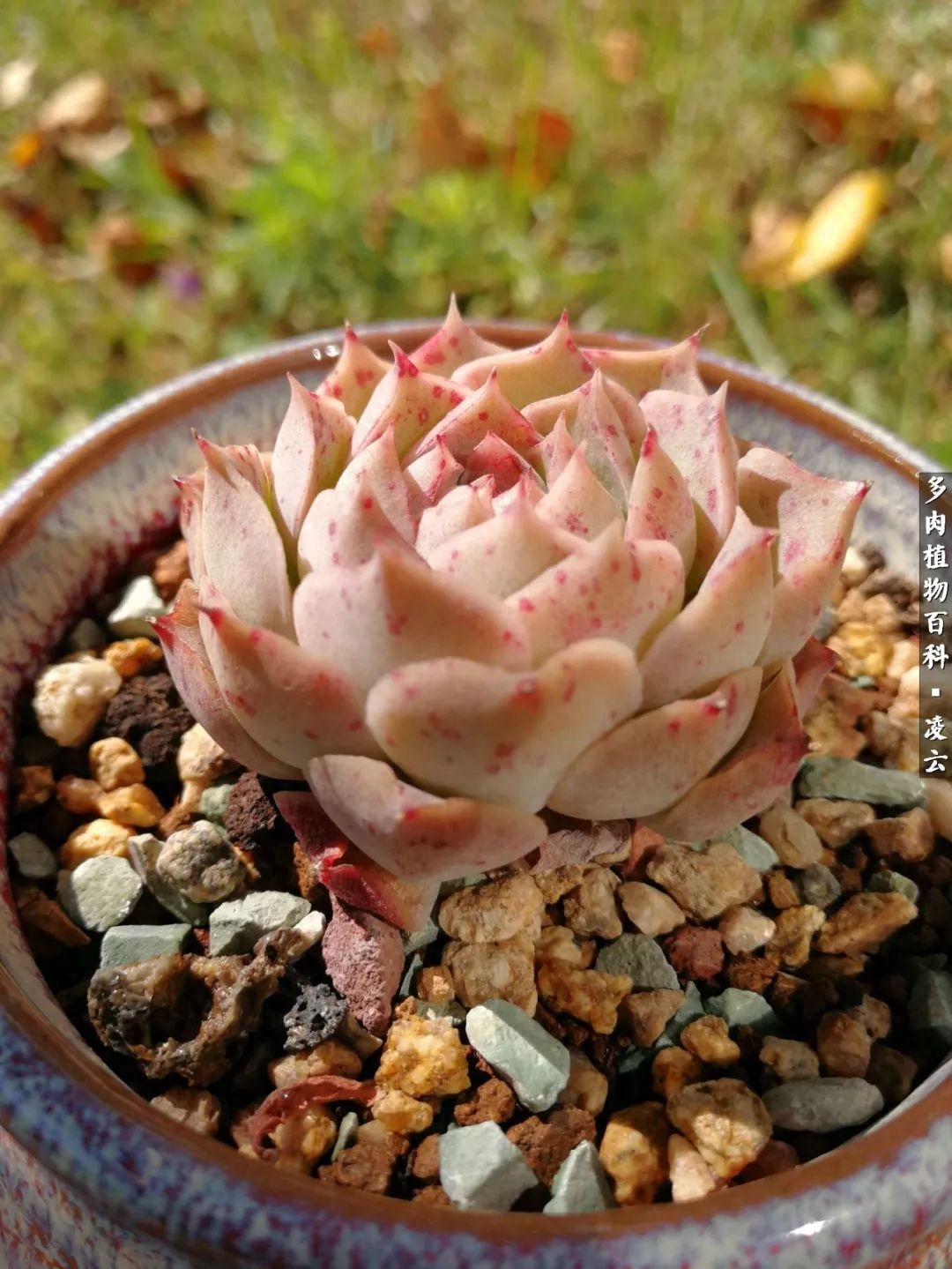 女王玫瑰多肉和白月影區別_紫羅蘭女王多肉圖片_多肉白女王