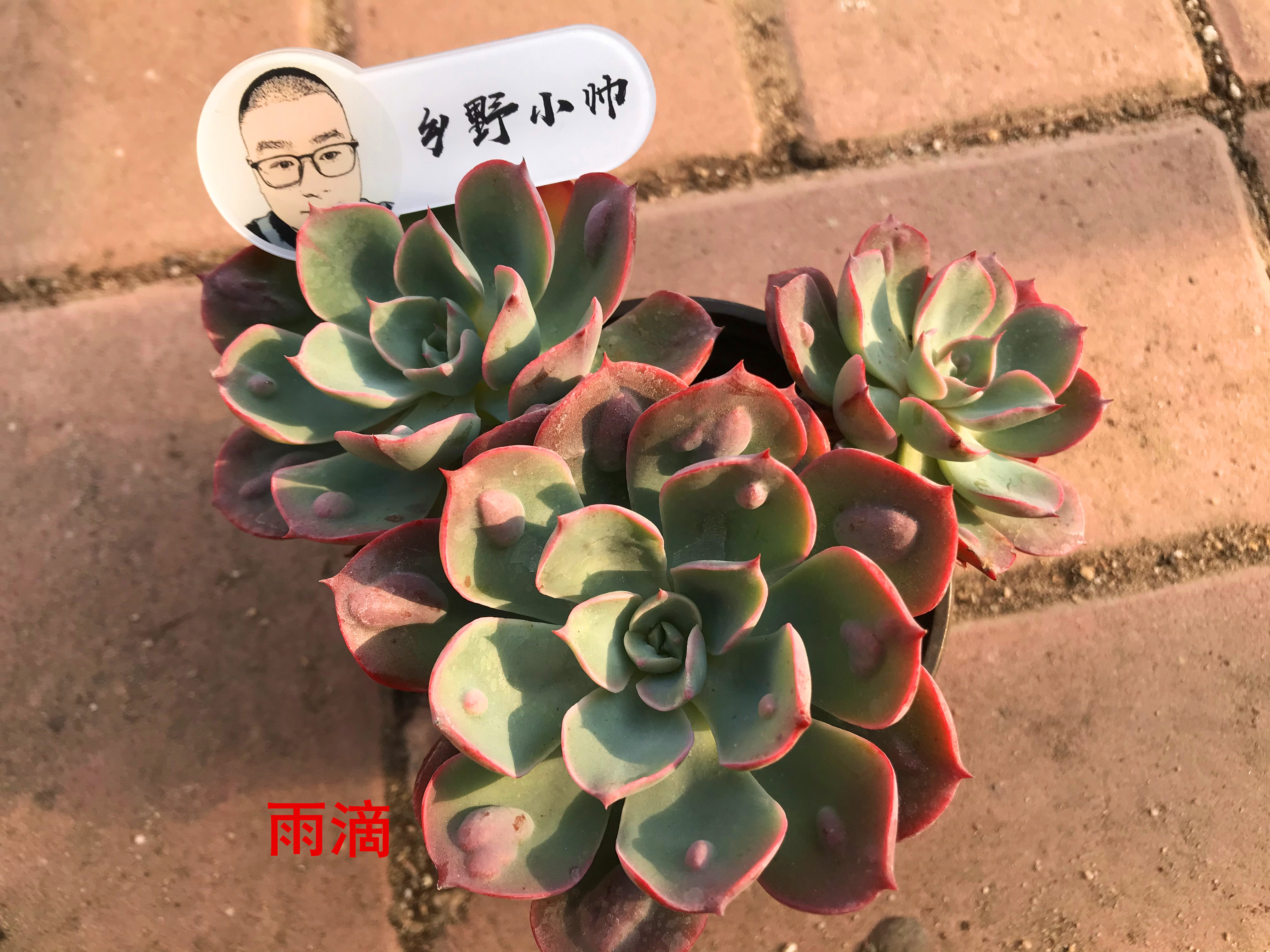 多肉上盆后，澆完水葉片還是干癟怎么辦？小帥教你一招搞定