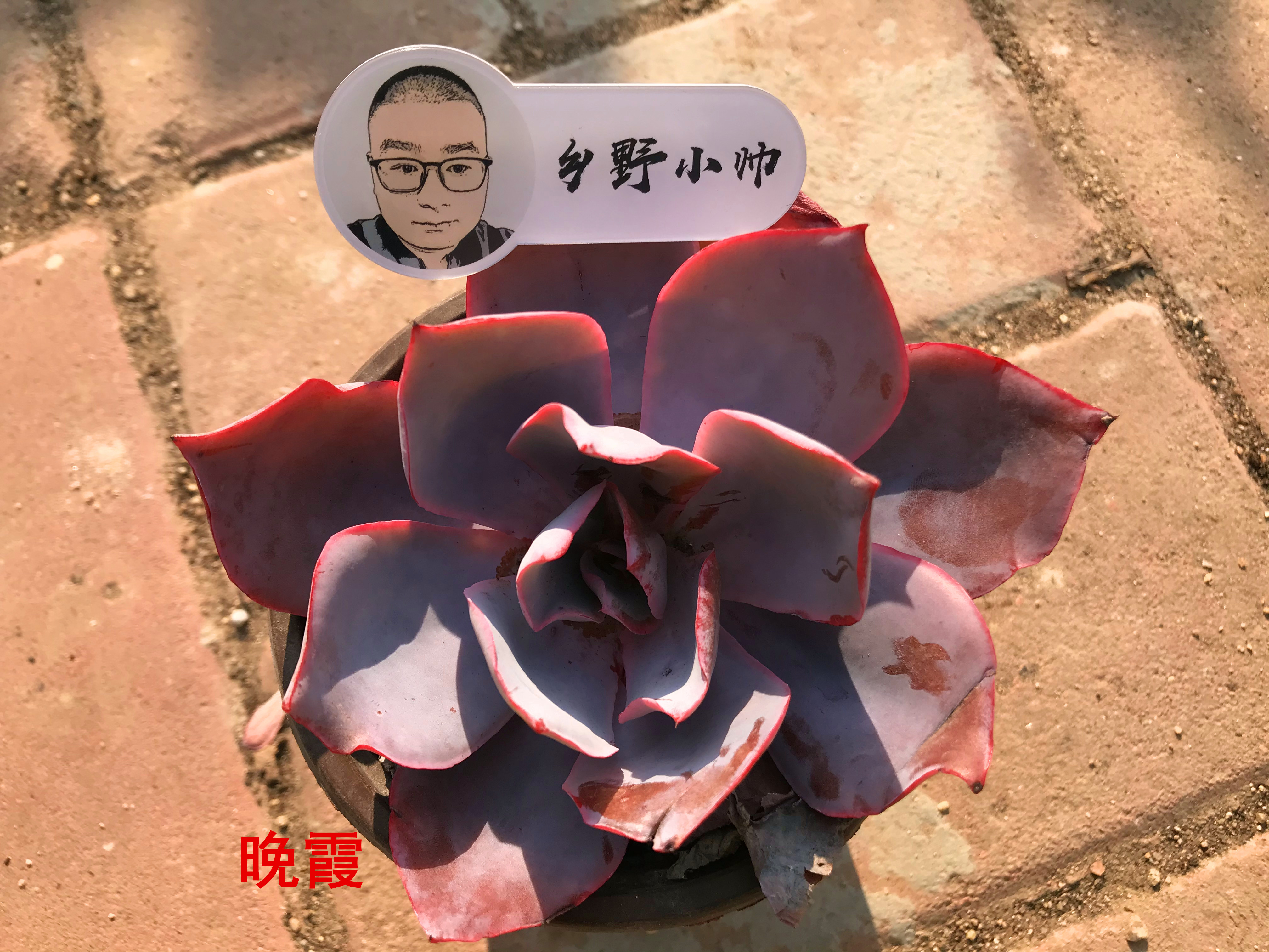 澆多肉的水_多肉澆多少水_澆多肉水里放醋可以嗎