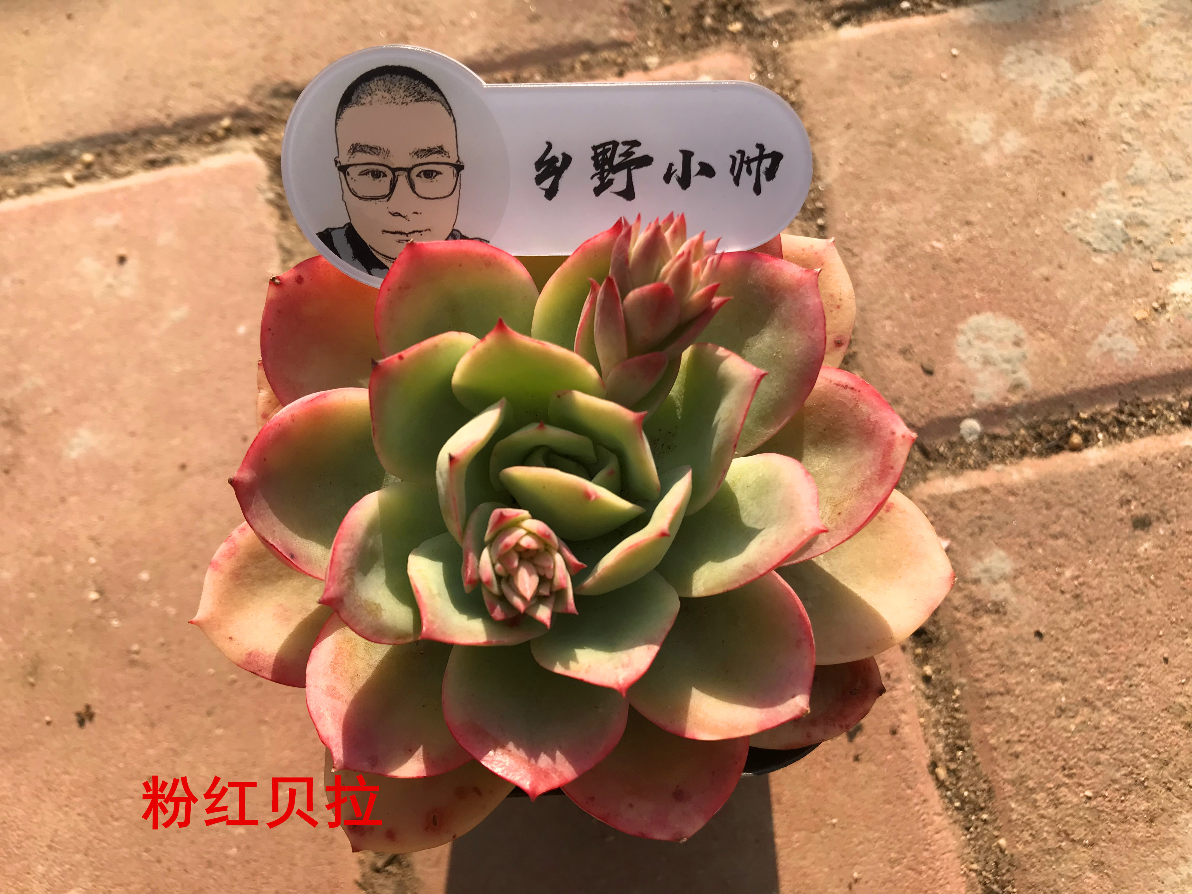 澆多肉的水_澆多肉水里放醋可以嗎_多肉澆多少水