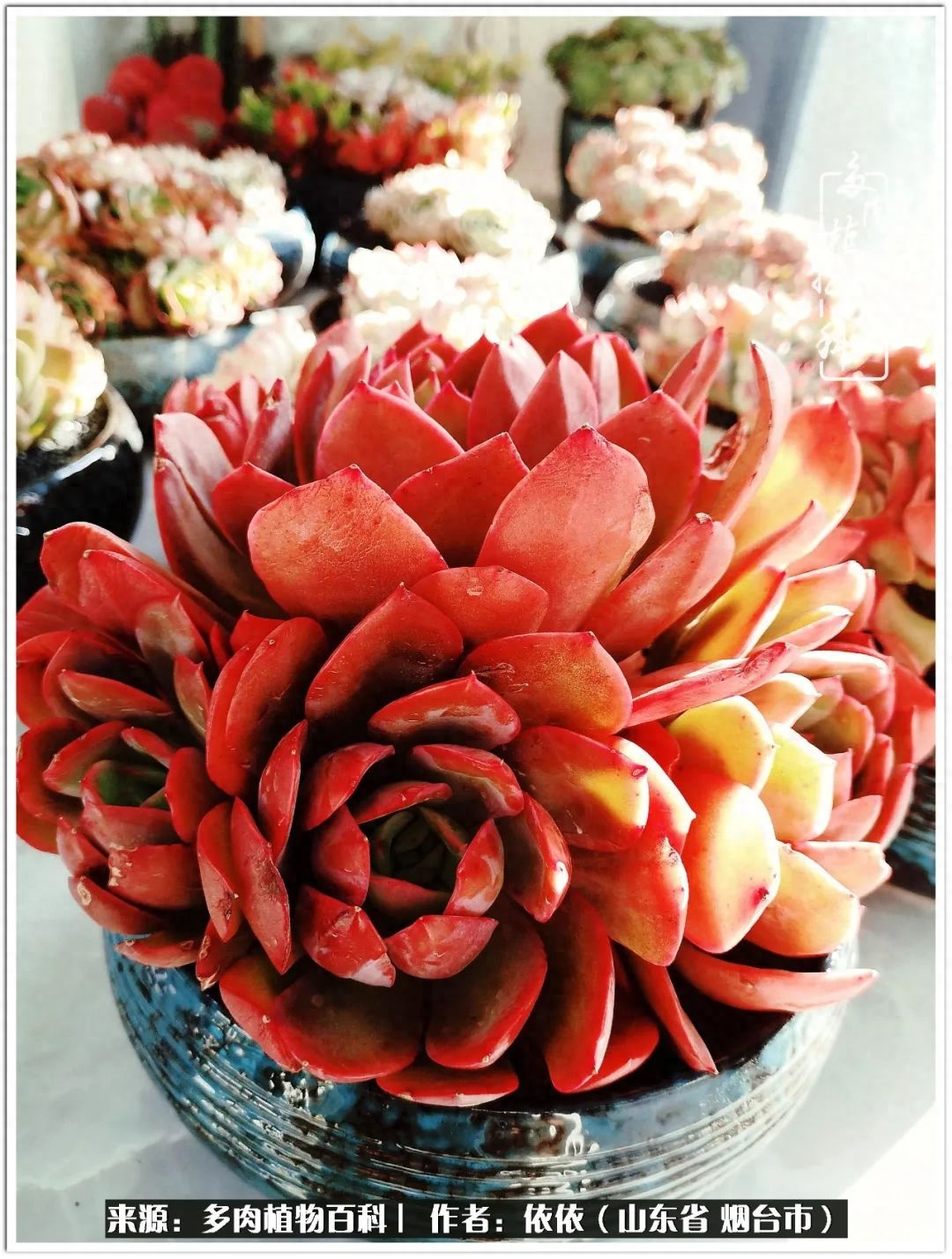 多肉開啟我的佛系人生！