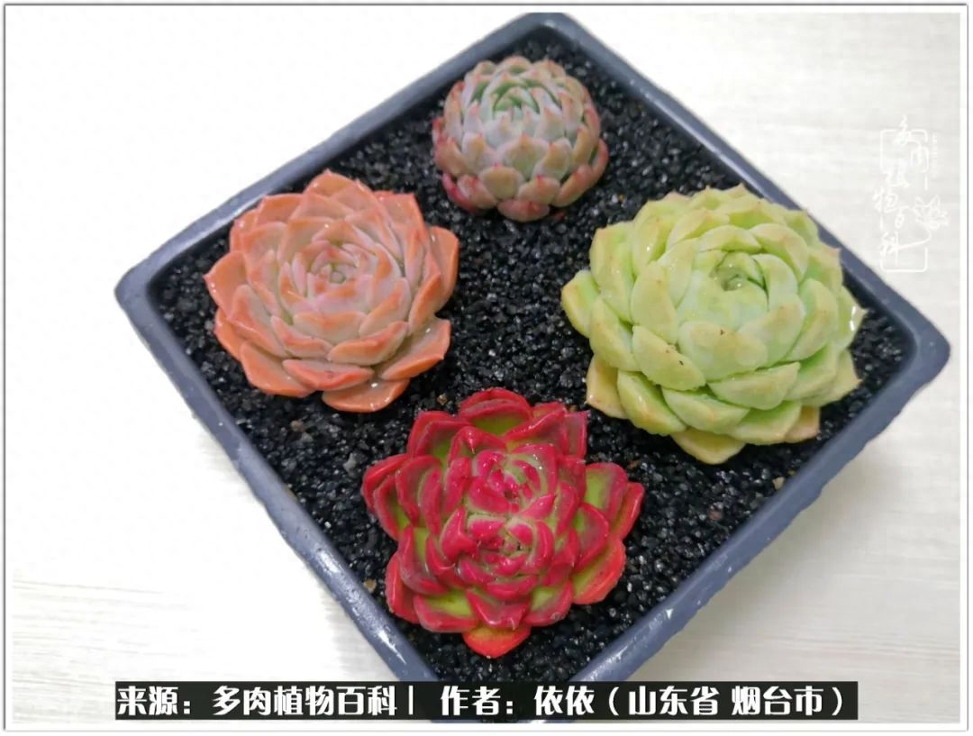 多肉白雪女王_冰女王多肉_多肉白女王