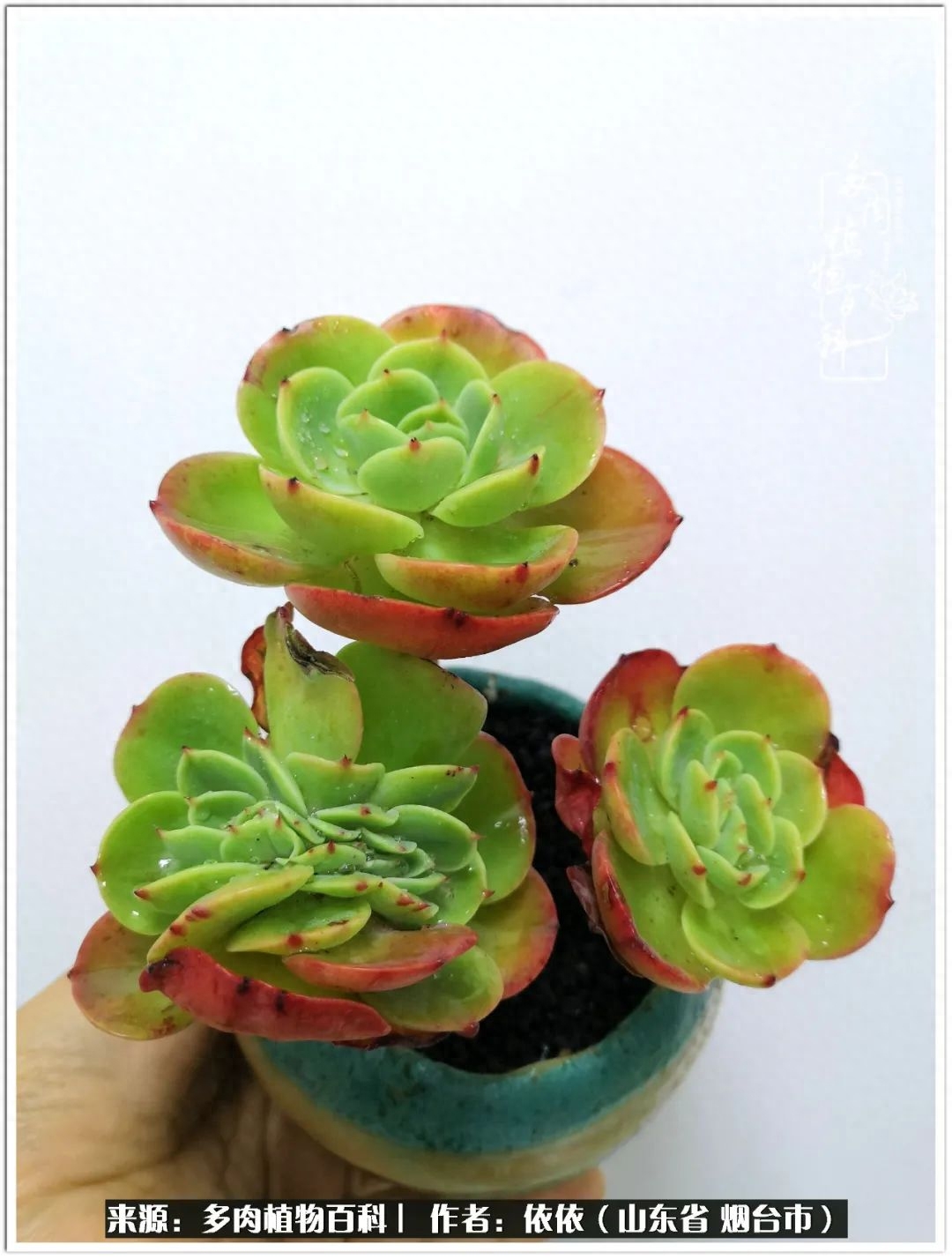 多肉白雪女王_多肉白女王_冰女王多肉