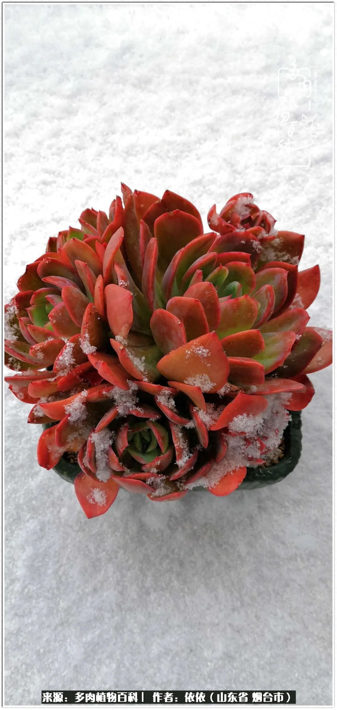 多肉白雪女王_多肉白女王_冰女王多肉
