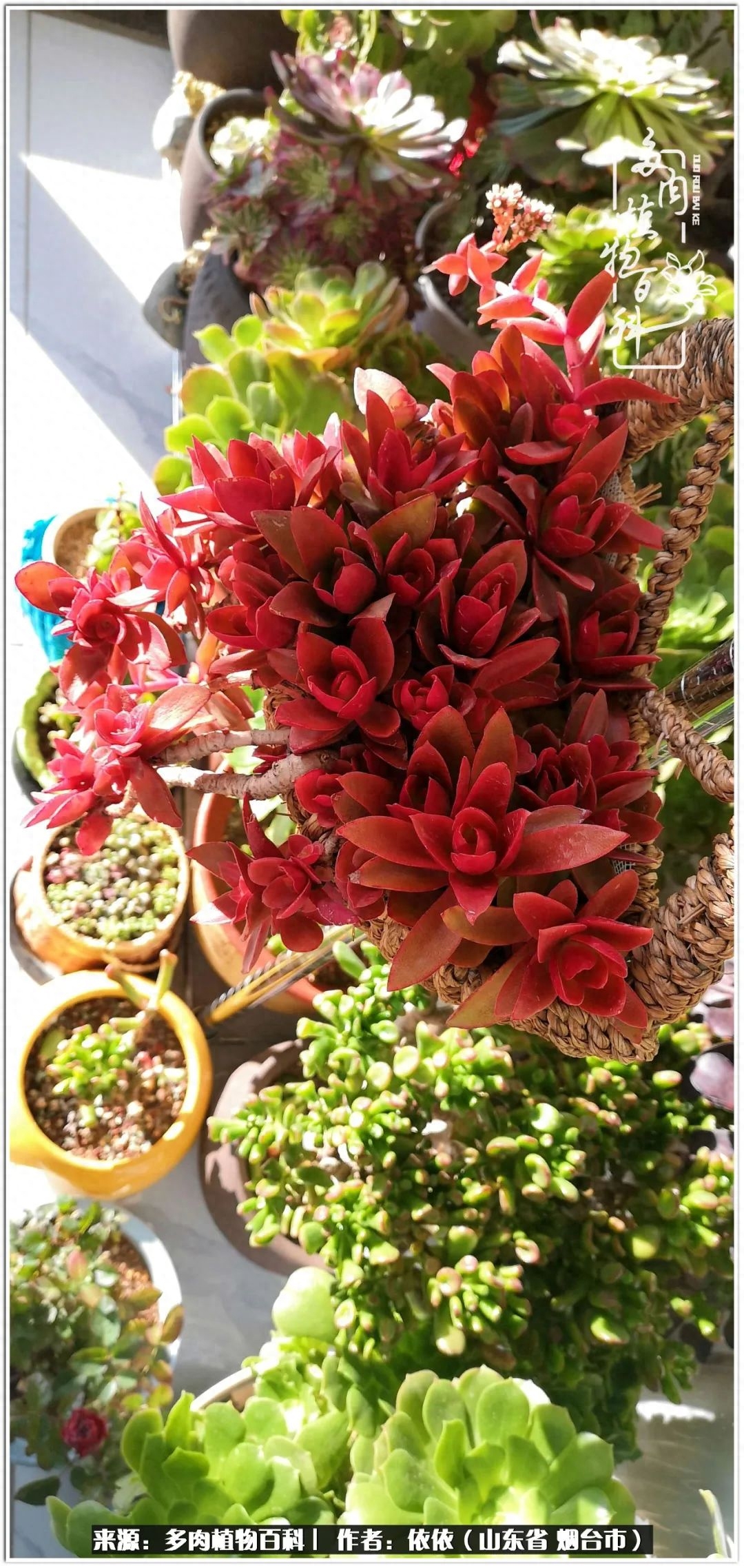 多肉白雪女王_冰女王多肉_多肉白女王