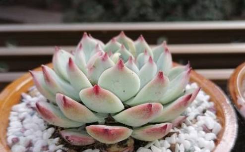 這種多肉最怕水，一個(gè)月不澆，反而胖成肉墩子！