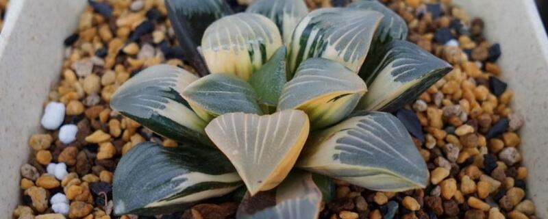 剛種的多肉澆水會(huì)死嗎