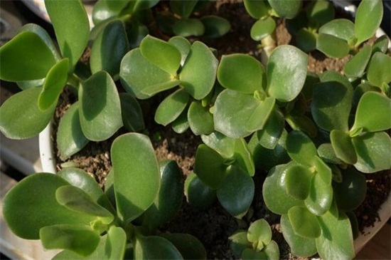 剛種的多肉澆水會死嗎