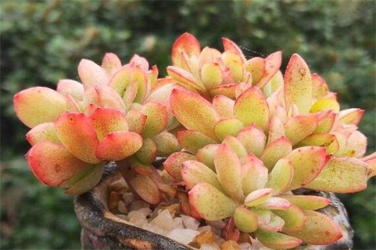 剛種的多肉澆水會死嗎