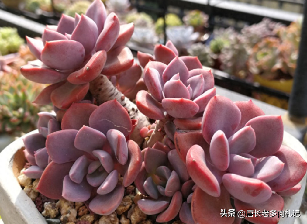 多肉品種何其多，但黛比和彩虹糖永遠(yuǎn)是經(jīng)典，養(yǎng)好之后全年不褪色