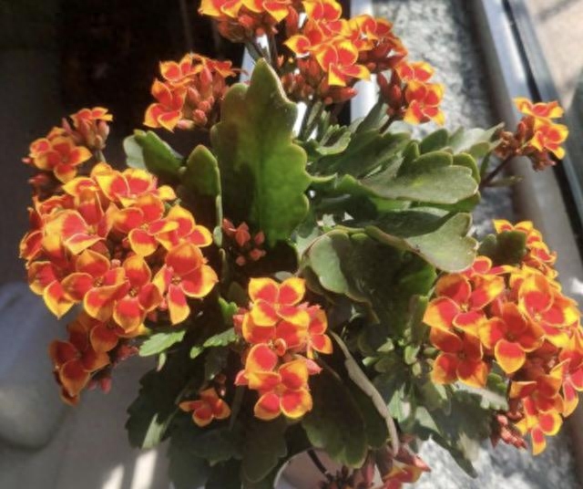 給綠蘿、長壽花澆水，多做“1件事”，植株1個月旺盛，容易爆盆！