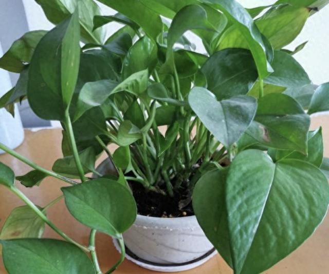 多肉長(zhǎng)壽花_多肉長(zhǎng)壽花怎么養(yǎng)殖_長(zhǎng)壽花是多肉嗎