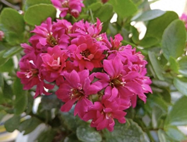 多肉長(zhǎng)壽花怎么養(yǎng)殖_長(zhǎng)壽花是多肉嗎_多肉長(zhǎng)壽花