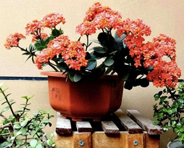 多肉長(zhǎng)壽花怎么養(yǎng)殖_長(zhǎng)壽花是多肉嗎_多肉長(zhǎng)壽花