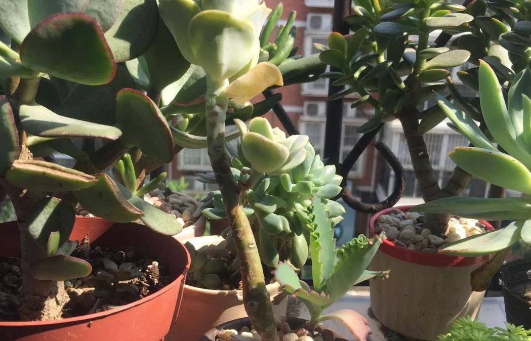 多肉可愛玫瑰長高了放不穩(wěn)也站不牢如何處理？有兩種處理方法可選