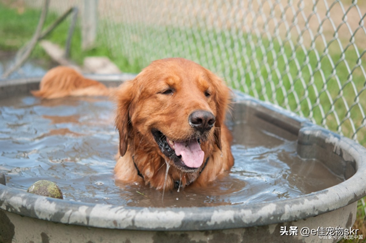 狗狗多久洗一次澡才是最合適？