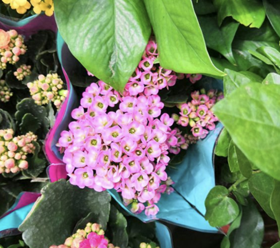 多肉長壽花怎么養(yǎng)殖_長壽花是多肉嗎_多肉長壽花