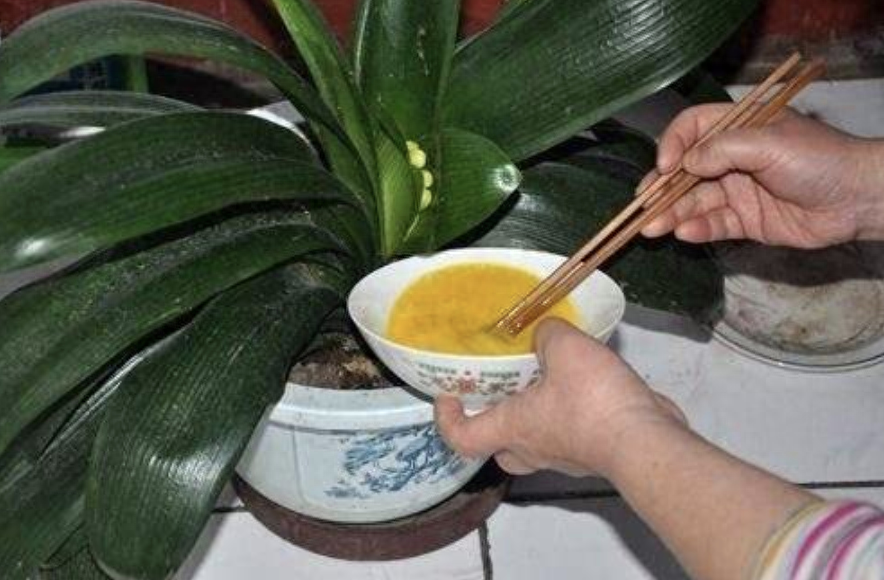 多肉長壽花怎么養(yǎng)殖_長壽花是多肉嗎_多肉長壽花