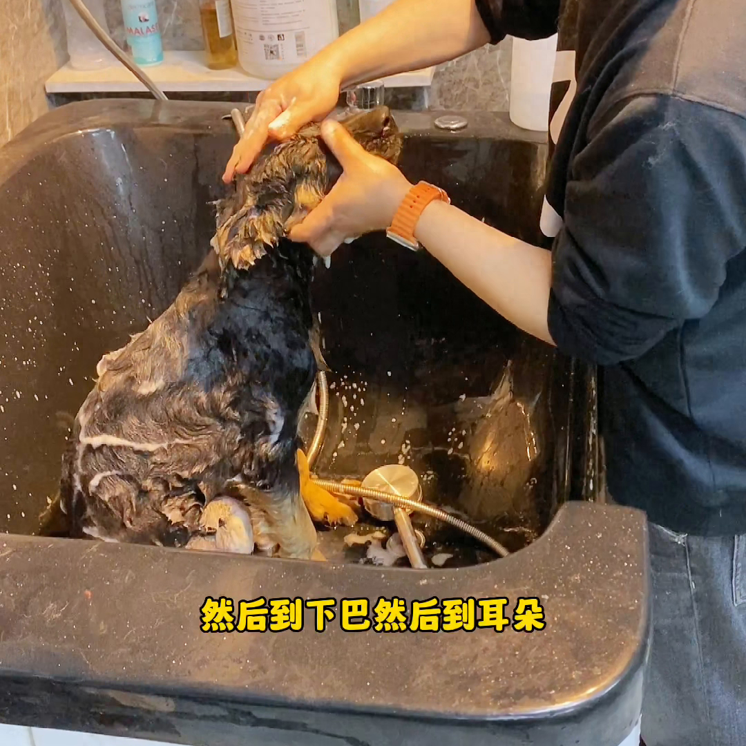 狗狗洗澡的正確方法_狗狗洗澡正確方法視頻_狗狗洗澡正確方法圖片