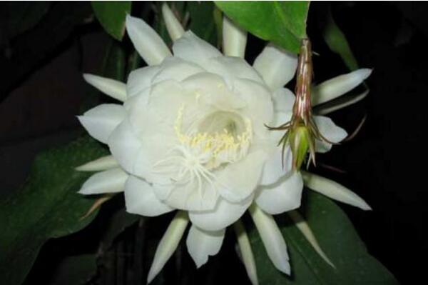 曇花幾天澆一次水，不同的季節澆水頻率也不相同 多肉植物