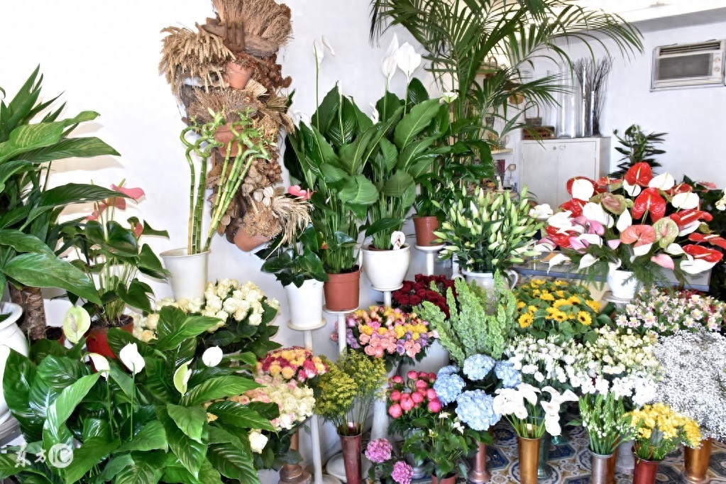 長壽花是多肉嗎_長壽的多肉_多肉長壽花