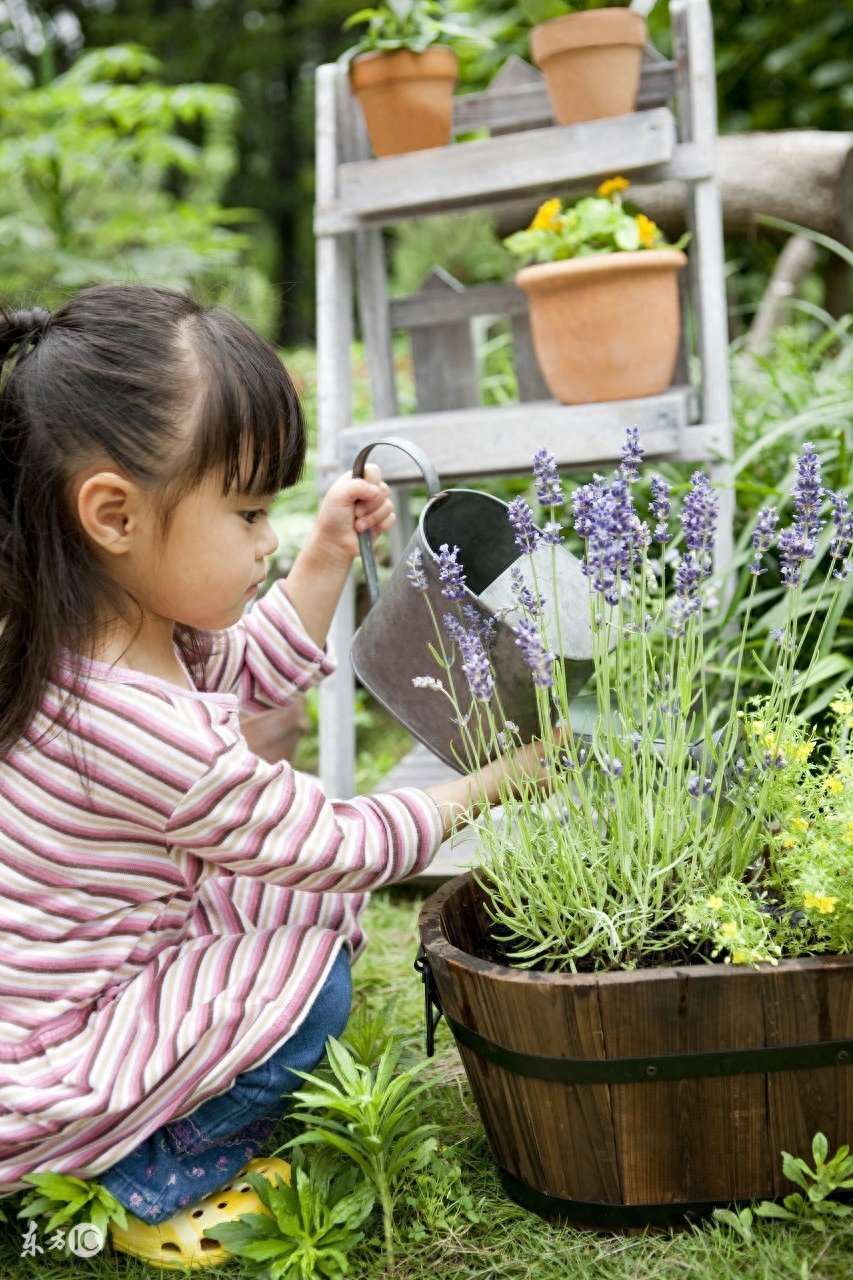 長壽的多肉_多肉長壽花_長壽花是多肉嗎