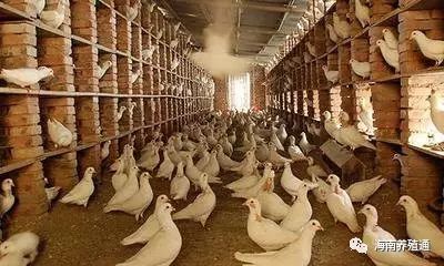 冷水觀賞魚大全品種圖片_十大冷水觀賞魚_冷水觀賞魚什么魚最好養