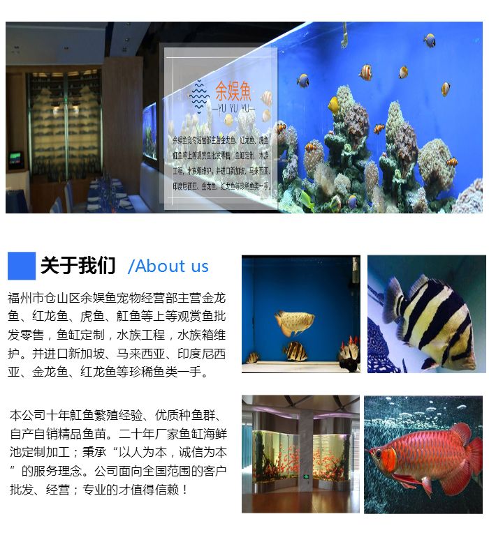 魚缸最好養的觀賞魚_觀賞魚缸養魚好不好_觀賞魚缸養魚好嗎