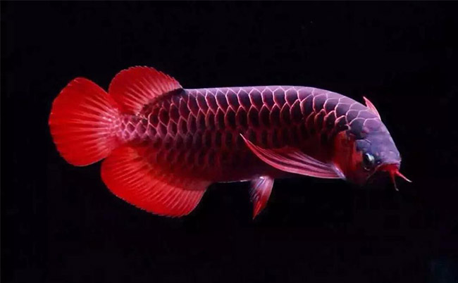 觀賞魚缸養魚好不好_魚缸最好養的觀賞魚_觀賞魚缸養魚好嗎