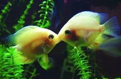 【魚】十大經典淡水觀賞魚，絕對有你養過的!