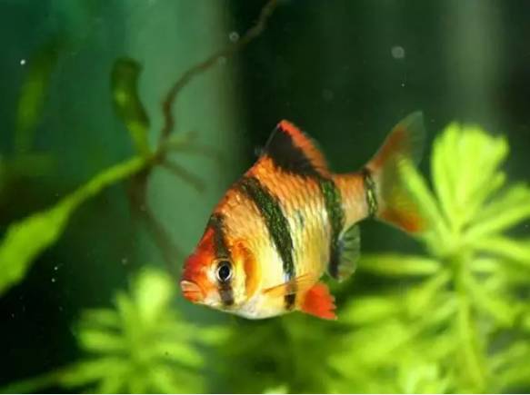 冷水觀賞魚大全品種圖片_冷水觀賞魚什么魚最好養_十大冷水觀賞魚