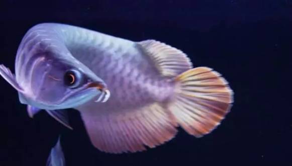 十大冷水觀賞魚_冷水觀賞魚什么魚最好養_冷水觀賞魚大全品種圖片