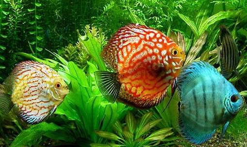 冷水觀賞魚大全品種圖片_十大冷水觀賞魚_冷水觀賞魚什么魚最好養