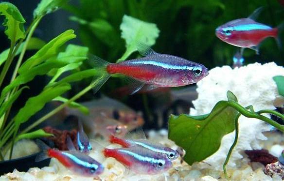 十大冷水觀賞魚_冷水觀賞魚大全品種圖片_冷水觀賞魚什么魚最好養