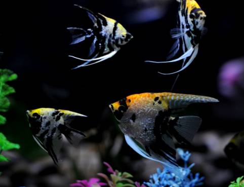 十大冷水觀賞魚_冷水觀賞魚什么魚最好養_冷水觀賞魚大全品種圖片