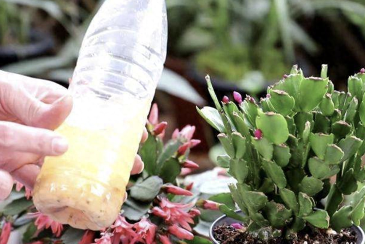 秋天，蟹爪蘭、長壽花容易“口渴”，2種水“澆半杯”，長勢快