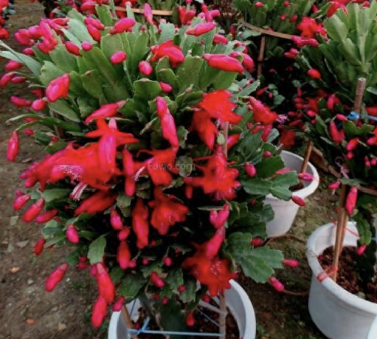 多肉植物長壽花_長壽的多肉_長壽花是多肉嗎