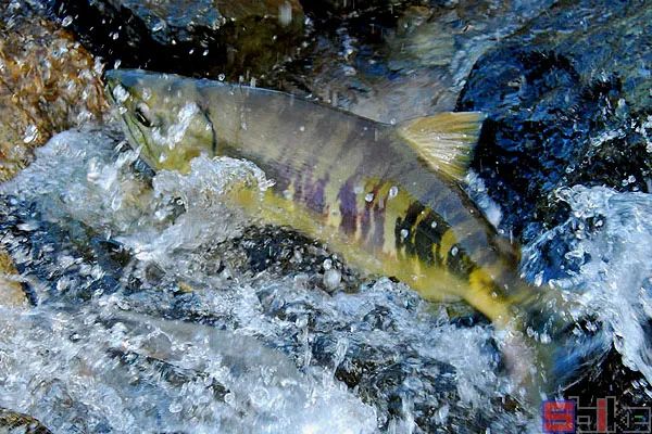 Sbike動植物百科：世界十大最兇猛淡水魚，其中一種剛剛滅絕，還是我國特有的。