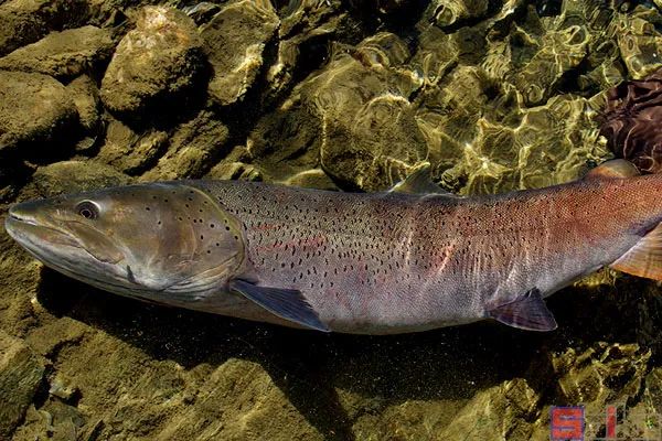 冷水觀賞魚哪個(gè)最好養(yǎng)最好看_冷水觀賞魚有哪些品種_十大冷水觀賞魚